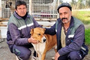 Tatilciler evcil hayvanlarını sahipsiz bırakıyor