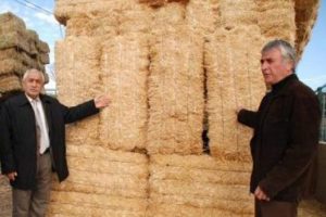 50 kuruşa saman geliyor