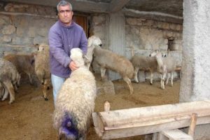 K&ouml;peklerin saldırdığı 28 koyun telef oldu
