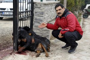 İneg&ouml;l'de ''Rottweiler'' cinsi k&ouml;peklerin &ouml;ld&uuml;r&uuml;ld&uuml; iddiası
