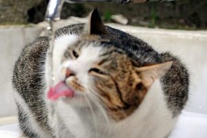 Kedi susuzluğunu &ccedil;eşmeden giderdi