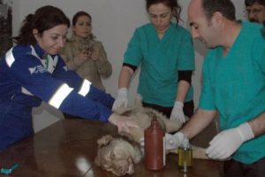 30 sokak k&ouml;peği kısırlaştırıldı