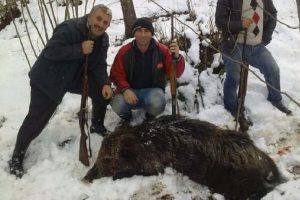 Yaban domuzlarına karşı s&uuml;rek avı