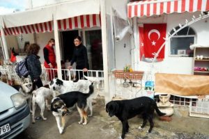 "G&ouml;z&uuml;m&uuml;z hayvanlarda kulağımız telefonda"