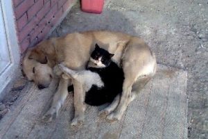 Keles'ten dostluk manzarası