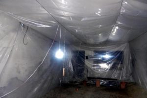 Ka&ccedil;ak elektrikle serada kenevir yetiştirdiler