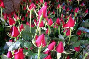 Sevgililer G&uuml;n&uuml; T&uuml;rkiye'yi g&uuml;l ihracat&ccedil;ısı yaptı