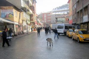 Başıboş sokak k&ouml;pekler korku salıyor