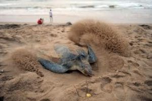 'Caretta caretta'lar &ouml;l&uuml;yor