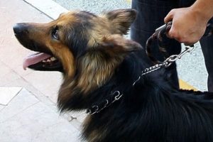 Sınır kapısına bomba uzmanı k&ouml;pek