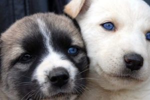 İnsanın en sadık dostu k&ouml;pek, ya k&ouml;peklerin?