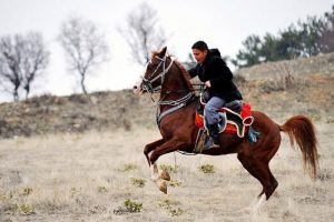 Filmlerde rol alan atlar Uşak'tan