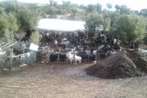 Hayvan hırsızlığı zanlısı yakalandı