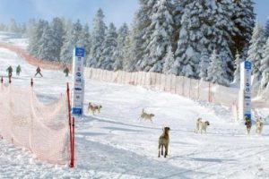 Uludağ'da sahipsiz k&ouml;pekler korkutuyor