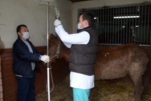 Yaşlı ata insanlık dışı eziyet