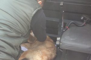 Otomobilin &ccedil;arptığı k&ouml;peğe polis sahip &ccedil;ıktı