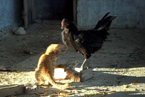 Civciv ile kedinin dostluğu