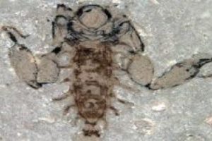 Antik böcek 165 milyon yıl sonra aklandı