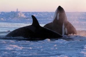 Çevreciler balina avcılarına karşı
