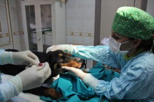 Sokak k&ouml;peğine estetik ameliyat