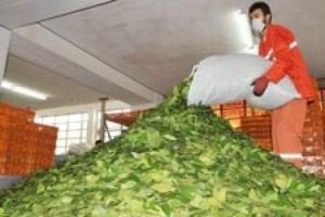 ABD'liler defne yaprağını sevdi