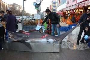 3 metre 70 santimlik k&ouml;pekbalığı