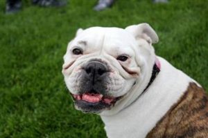 K&ouml;pek sahibini vurdu