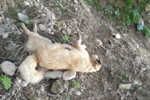 K&ouml;peği &ouml;ld&uuml;r&uuml;ld&uuml;, komşusundan davacı oldu