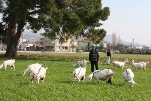 Haber olan ke&ccedil;iler &ccedil;alındı
