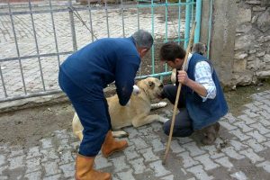K&ouml;ylerdeki k&ouml;peklere kuduz aşısı