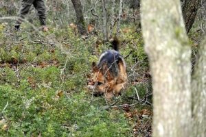 K&ouml;pekle bebek cesedi aradılar