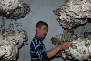 Tekstil atıklarından istiridye mantarı &uuml;retti