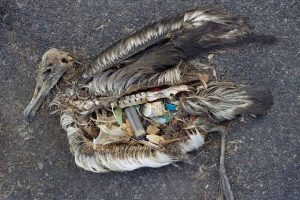 Kuşların neslini t&uuml;ketecek plastik tehlike