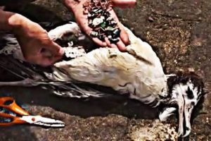 &Ouml;l&uuml; martıların i&ccedil;inden bunlar &ccedil;ıktı..!