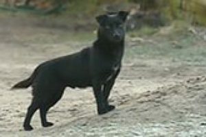 3 yaşındaki &ccedil;ocuğu k&ouml;peği kurtardı