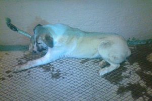 G&ouml;me&ccedil;te sokak k&ouml;peklerinin zehirlendiği iddiası