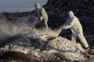Meksika'da kuş gribi alarmı