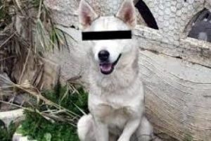 K&ouml;peğe tecav&uuml;z davasında karar &ccedil;ıkmadı