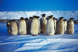 Penguenlerin y&uuml;zeyi havadan daha soğuk