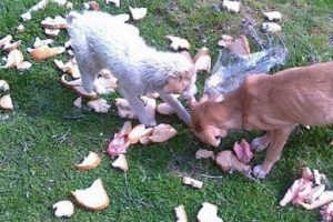 A&ccedil; bırakılan k&ouml;pekler birbirlerini yedi!