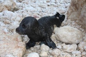 Akdeniz foku tehdit altında