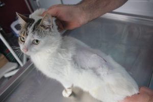 Sokak kedisi magandaların hedefi oldu