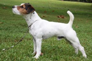 K&ouml;peğin midesinden 111 adet bozuk para &ccedil;ıktı