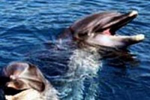 Komando yunuslar &ccedil;iftleşmek i&ccedil;in firarda