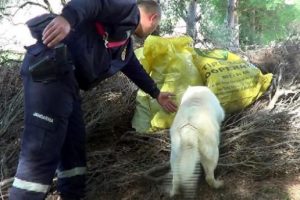 Ahırda kubar esrar ele ge&ccedil;irildi