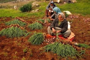 Tarıma kadınlar hayat veriyor
