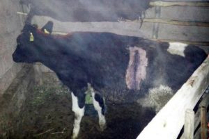İneğin midesinden 26 metrelik 'urgan' &ccedil;ıktı