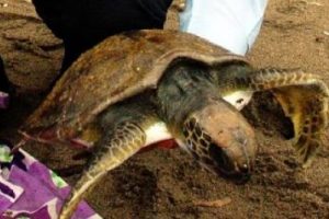 Deniz kaplumbağaları karaya vurdu