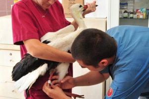 Yaralı leyleğin kanadı al&ccedil;ıya alındı