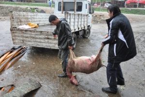 Trafodaki ka&ccedil;ak koyunları telef etti